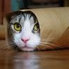 maxmeow77